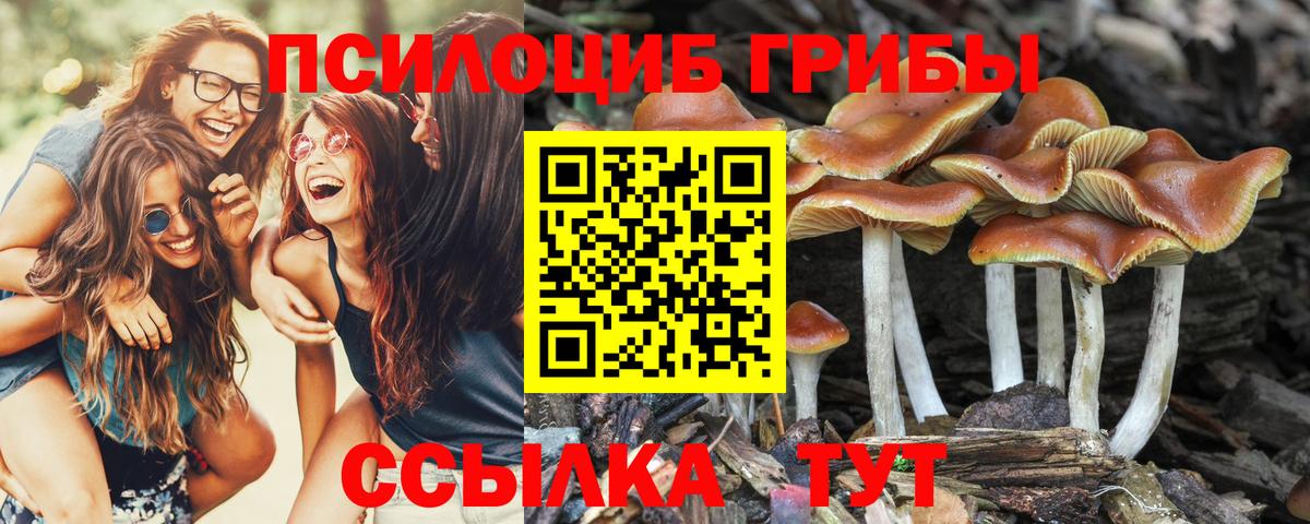 Псилоцибиновые грибы GOLDEN TEACHER Курчалой